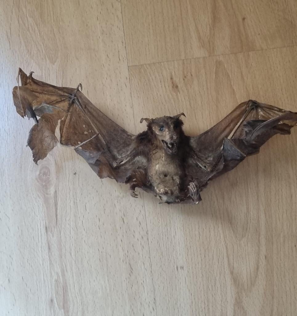 Chauve-souris exotique sechee de Bali taxidermie curiosa, Antiquités & Art, Enlèvement ou Envoi
