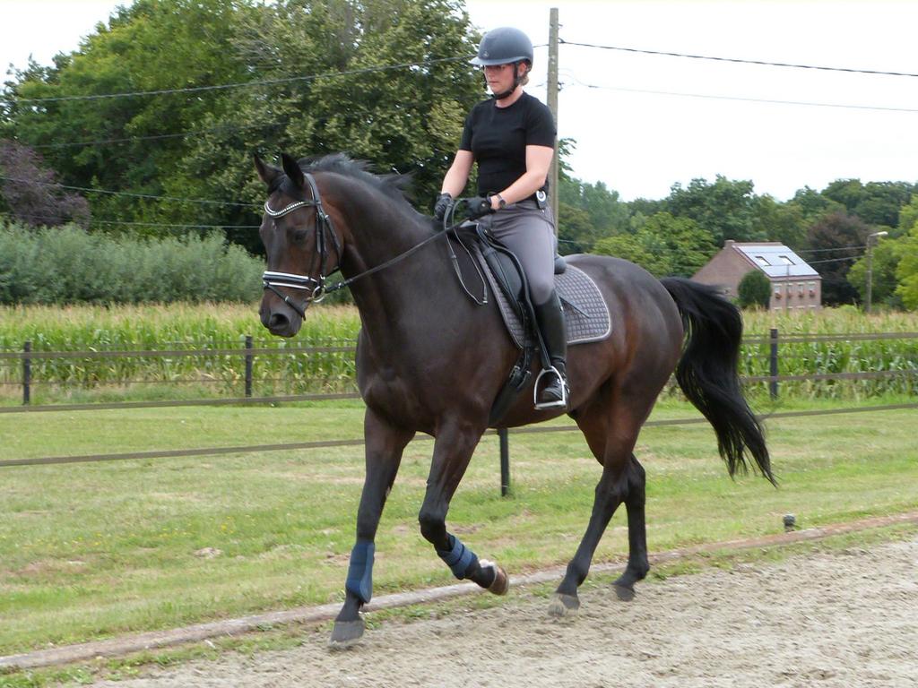 Gediplomeerd lesgever dressuur/ruiter, Animaux & Accessoires, Chevaux