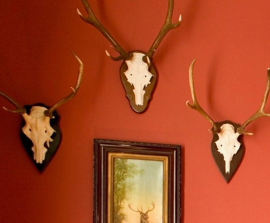 Deux ensembles de trois bois de cerf. Trophées de chasse., Collections, Enlèvement, Comme neuf, Cerf, Bois ou Tête