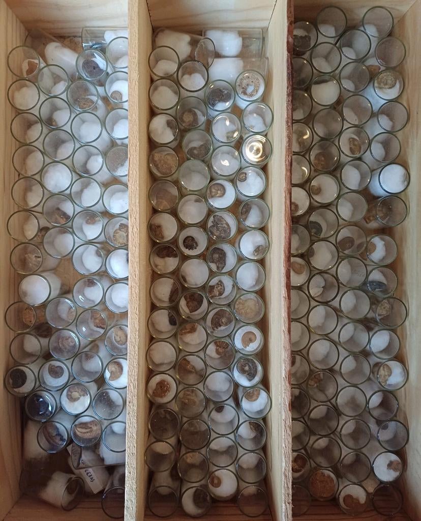 Belle collection de 167 tubes de verre contenant des fossile, Enlèvement ou Envoi, Fossile