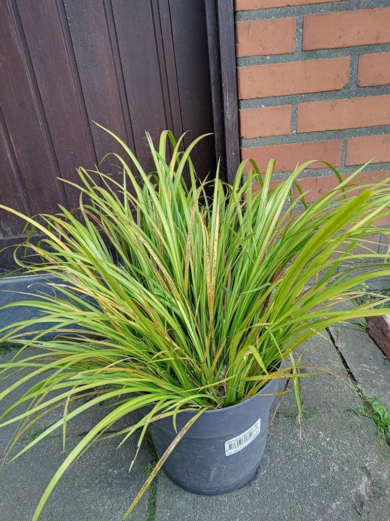 Acorus zoethoutgras, Tuin en Terras, Planten | Tuinplanten, Volle zon, Vaste plant, Lente, Ophalen