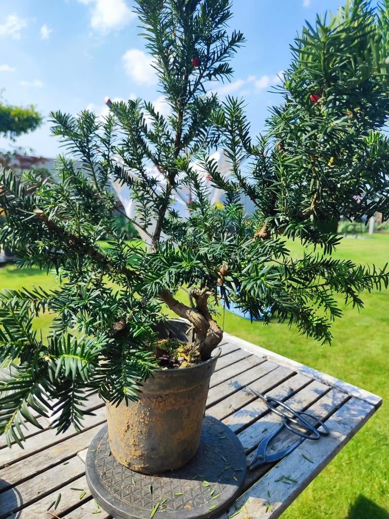 start plant bonsai taxus, Ophalen of Verzenden, In pot