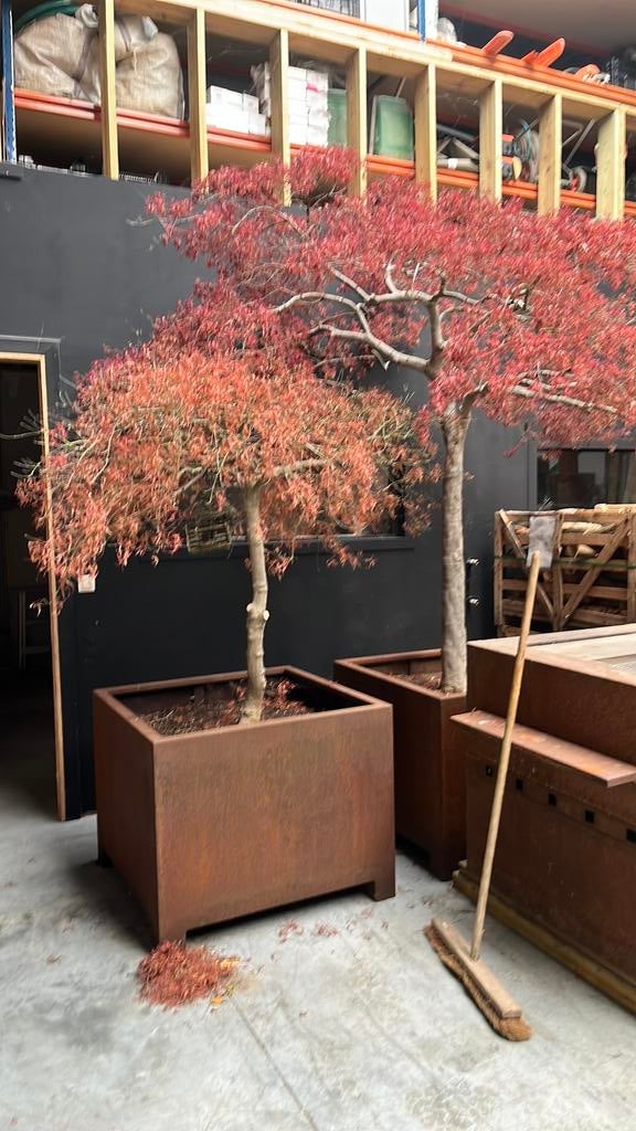 Japanse Acer in bak, Tuin en Terras, Ophalen, Zo goed als nieuw