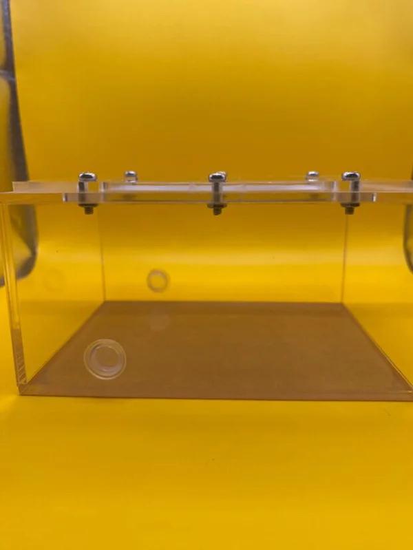 Monde extérieur : taille moyenne : 2 fourmis, Animaux & Accessoires, Insectes & Araignées, Fourmis