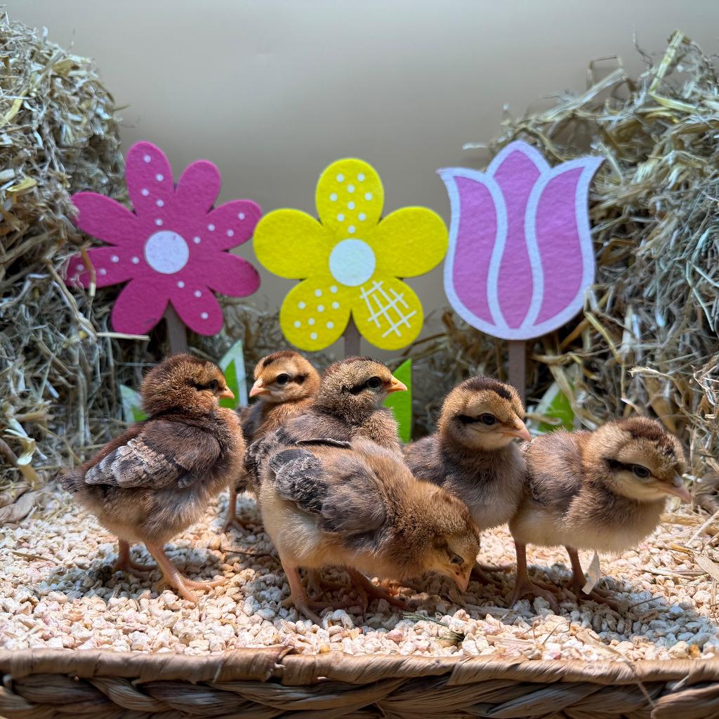 Jonge tamme Cream legbar kuikens gesekst en ingeënt