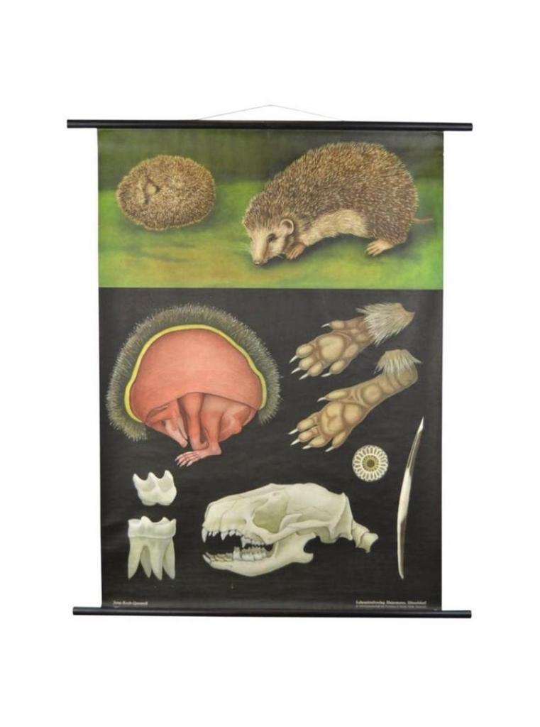 Carte scolaire des années 1960 « Hérisson » Jung Koch Quente, Enlèvement ou Envoi, Nature et Biologie