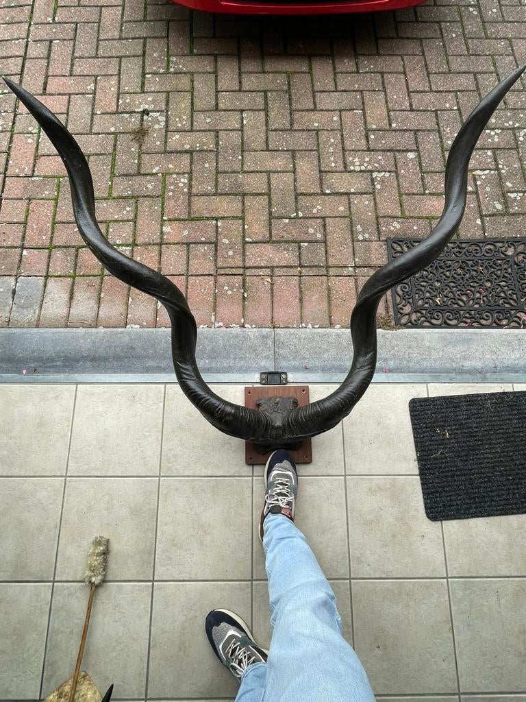 Hoorns van de grote Kudu antilope., Verzamelen, Ophalen, Zo goed als nieuw, Wild dier, Gewei of Kop