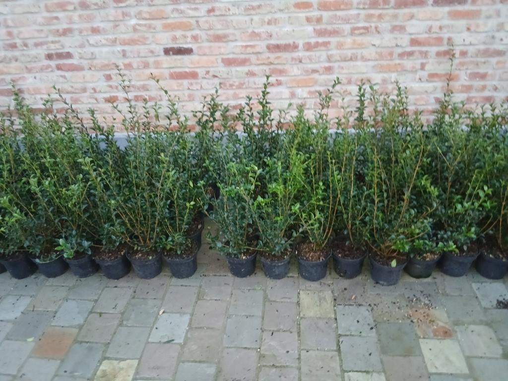 ‼️osmanthus Burkwoodii aan promoprijzen ‼️, Ophalen, Taxus