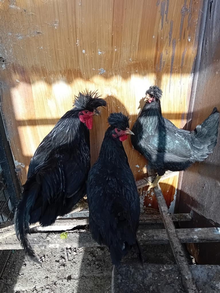 Kosovolangkraaier, Dieren en Toebehoren, Pluimvee