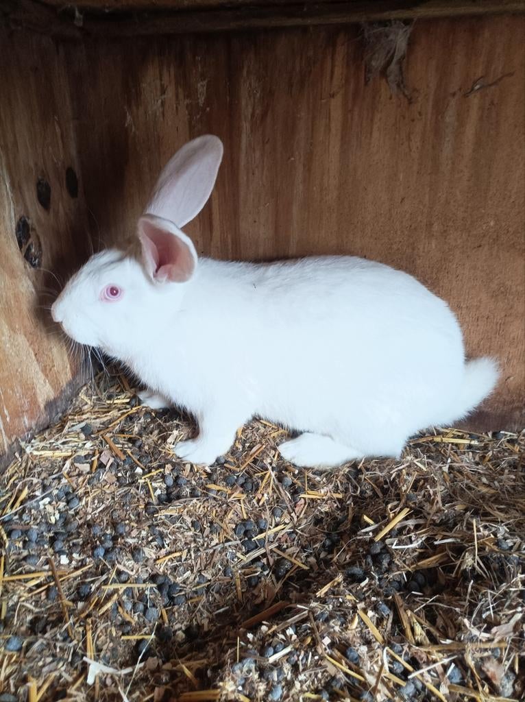 Konijn, Dieren en Toebehoren, Konijnen