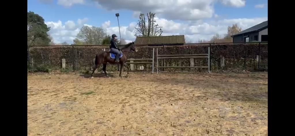 Leuk paard, ruin, Enlèvement, Comme neuf