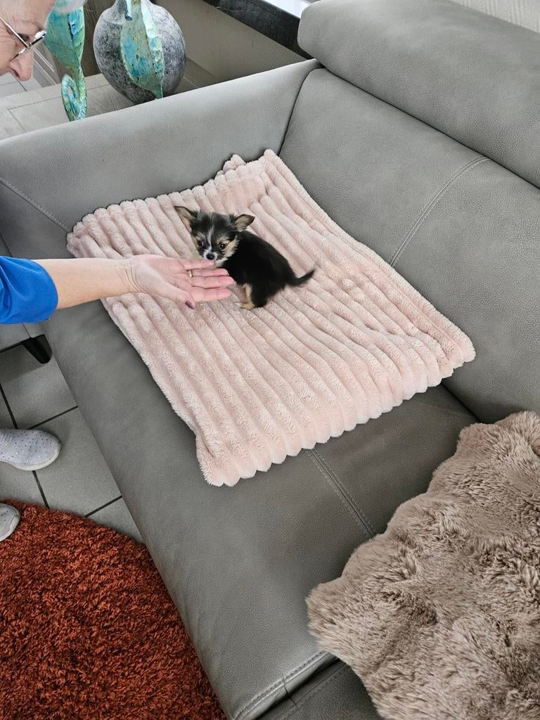 Extra klein chihuahua pupy reutje, Parvo, België, Particulier, Reu