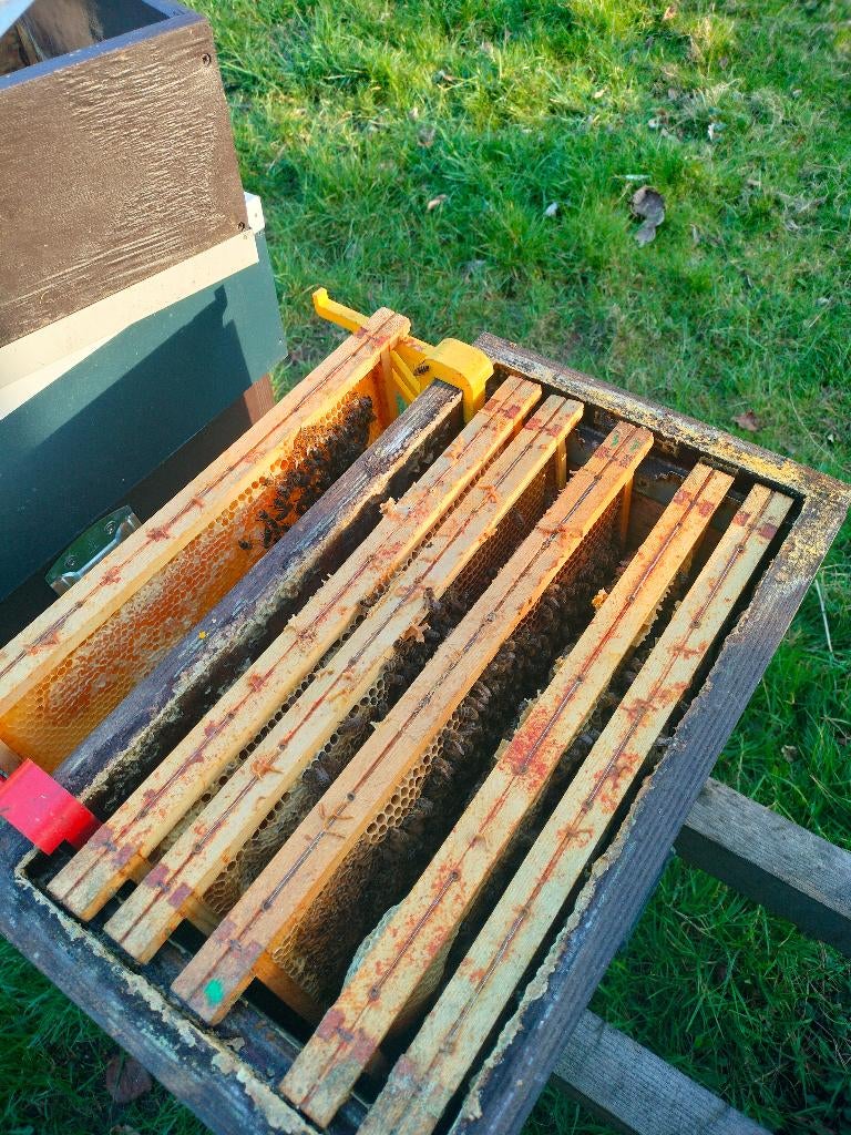 Bijenvolk Carnica op Simplex, Dieren en Toebehoren, Bijen