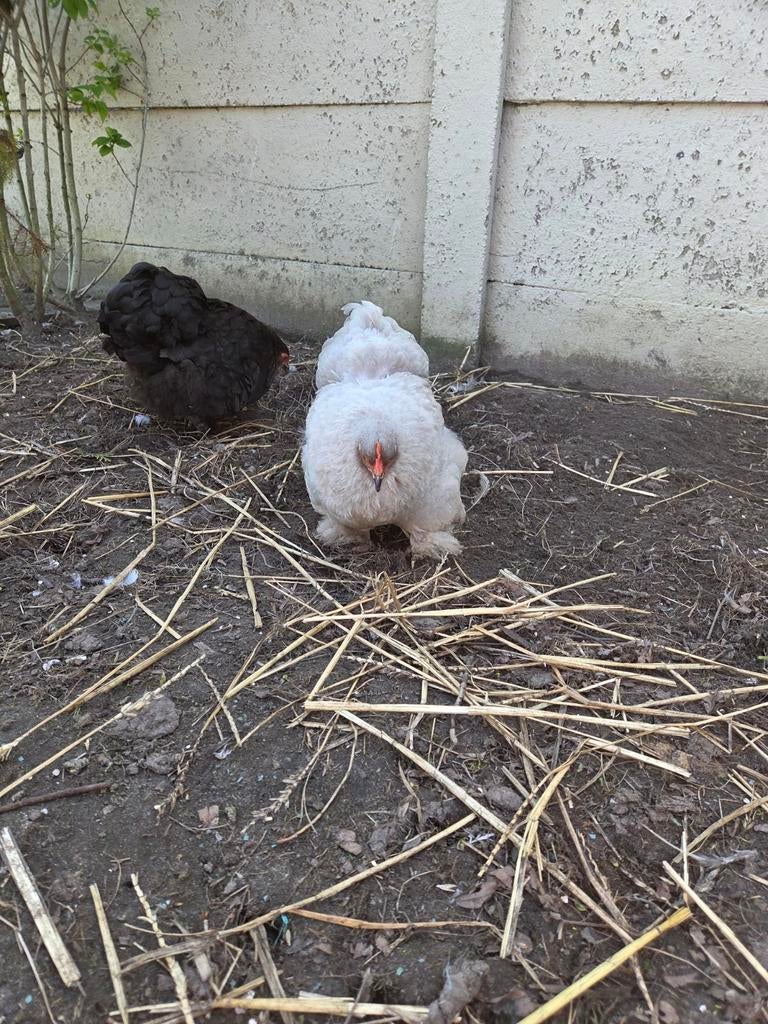 Cochin krielen, Dieren en Toebehoren, Pluimvee, Vrouwelijk, Kip