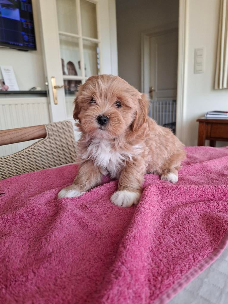 Chiots Maltipoo, Bichon maltais, Plusieurs, Hépatite contagieuse (maladie de Rubarth), Belgique