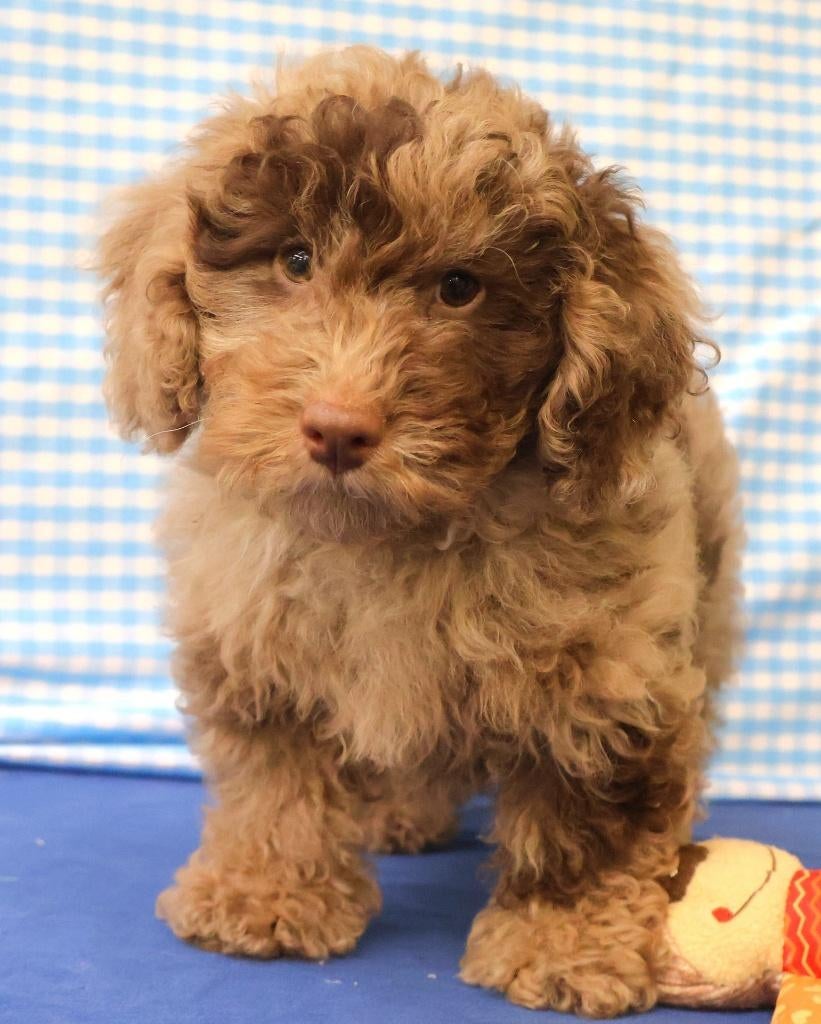 Chiots caniches super mignons !, 15 semaines à 1 an, Étranger, Chien (mâle), Caniche