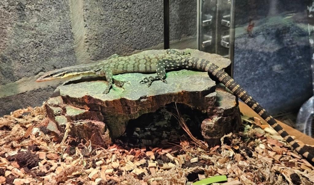 Couples Varanus glauerti de Kimberley, Animaux & Accessoires, Lézard, 3 à 6 ans