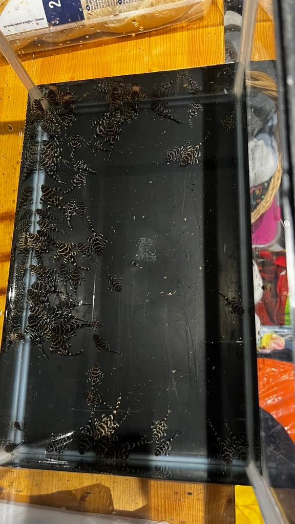 L333 yellow line, Dieren en Toebehoren, Vissen | Aquariumvissen, Vis, Zoetwatervis