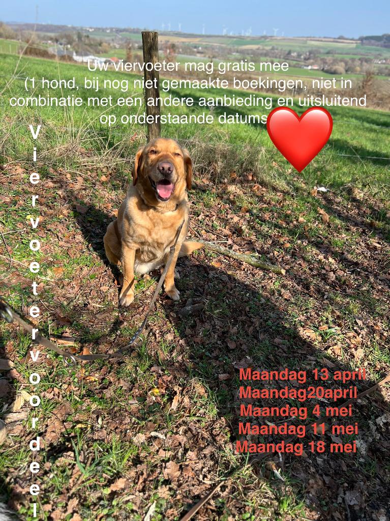 Op vakantie met hond in omheinde bungalow Zuid-Limburg, Dieren en Toebehoren, Ophalen