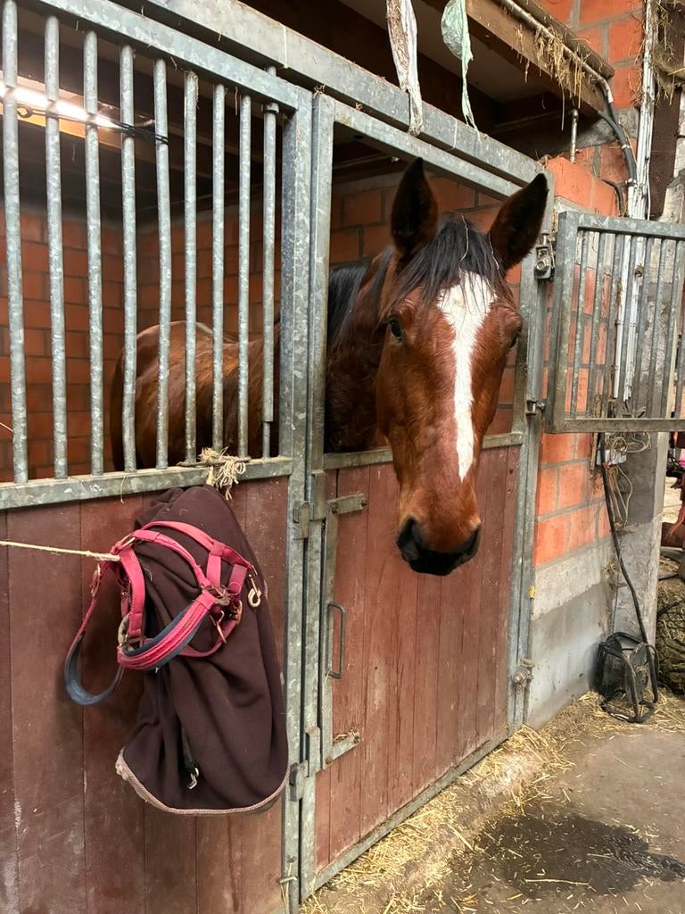 Lieve merrie/fokmerrie te koop, Dieren en Toebehoren, Paarden, Merrie, 3 tot 6 jaar, 165 tot 170 cm, Met stamboom