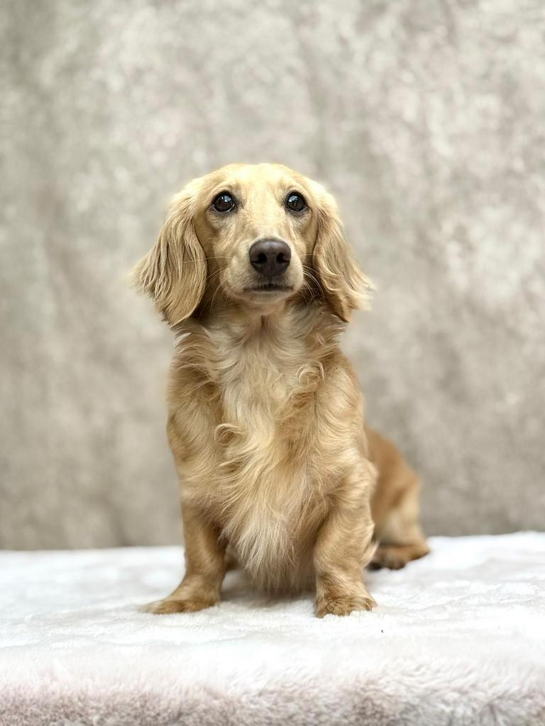 Cream teckel Dekreu, Dieren en Toebehoren, België, 1 tot 2 jaar, Parvo, Meerdere