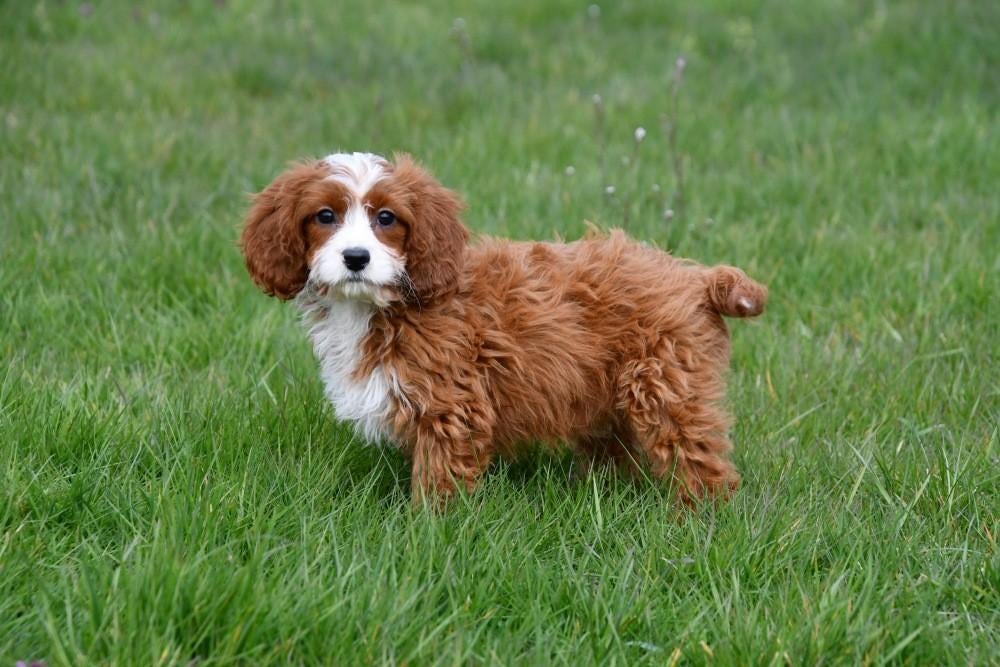Chiots Cavapoo à vendre, 15 semaines à 1 an, Étranger, Petit, Hépatite contagieuse (maladie de Rubarth)