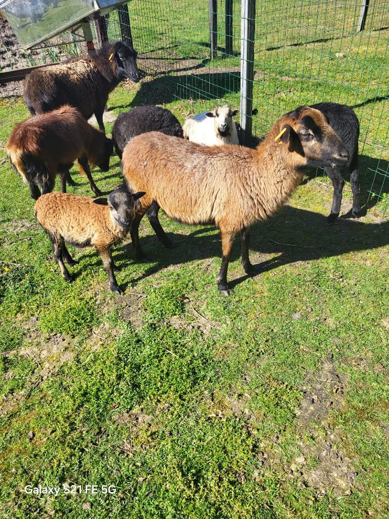 kameroen, Dieren en Toebehoren, Schapen, Geiten en Varkens, Vrouwelijk, Schaap, 0 tot 2 jaar