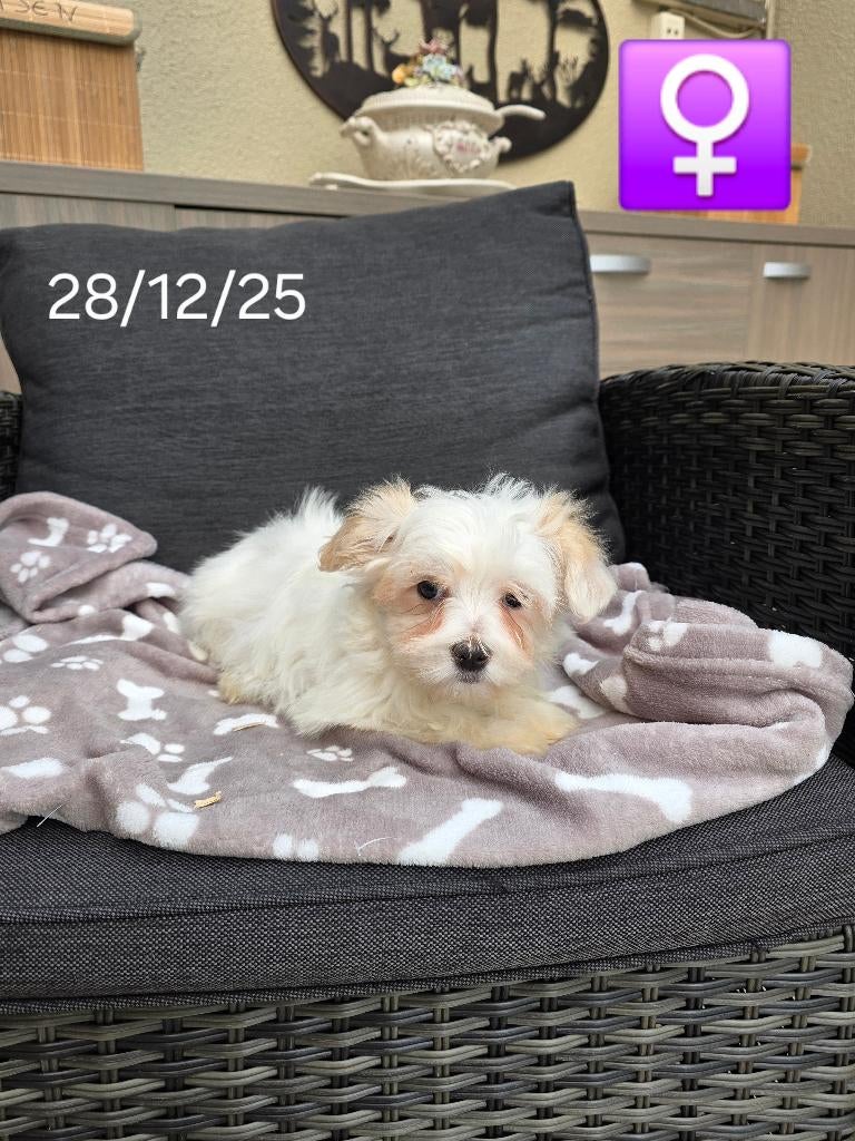 mooie havanezer pups, Dieren en Toebehoren, Honden | Chihuahua's en Gezelschapshonden, Parvo, België, Maltezer, 8 tot 15 weken