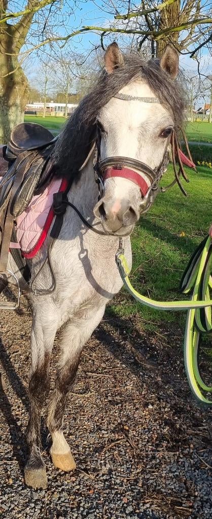 Super leuke 3 jarige welsh merrie, Dieren en Toebehoren, Merrie, Met stamboom, 3 tot 6 jaar, B pony (1.17m tot 1.27m)