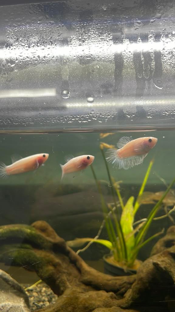 4 vrouwelijke marble bettas, Dieren en Toebehoren, Vissen | Aquariumvissen, Vis, Zoetwatervis, Schoolvis