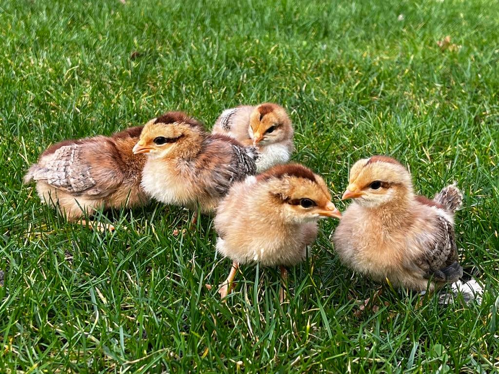 Welsumer kuikens, Dieren en Toebehoren, Vrouwelijk, Kip