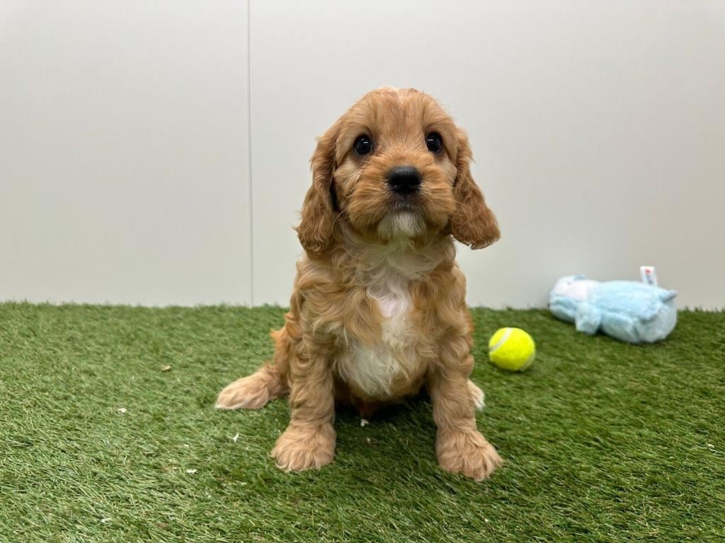 Nestje Cavapoo pups (F2) Middelgroot, Parvo, België, 8 tot 15 weken, Teef