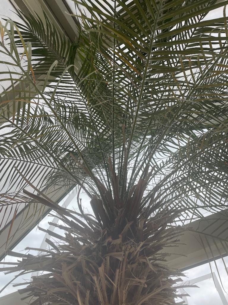 Te koop:  Grote palmboom, Jardin & Terrasse, Plantes | Jardin, Plante fixe, Autres espèces, Enlèvement