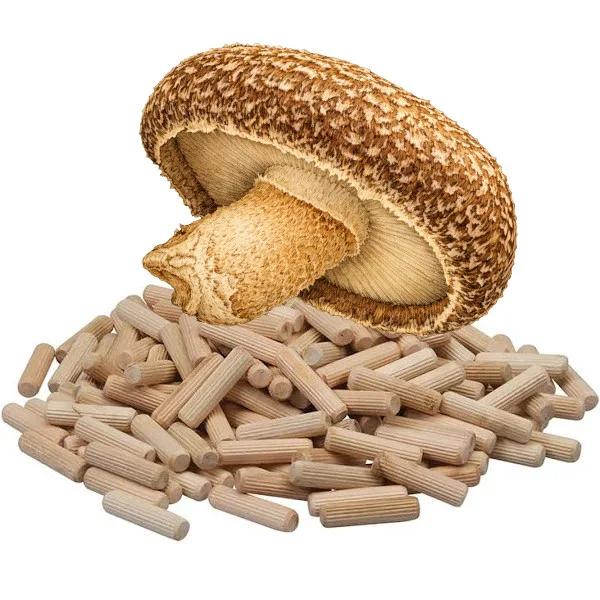 Shiitake deuvels voor paddenstoelenkweek –direct beschikbaar, Ophalen of Verzenden