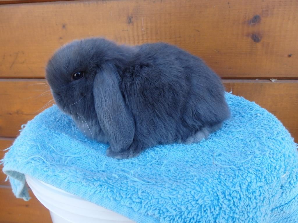 Nederlandse hangoordwerg, Dieren en Toebehoren, Vrouwelijk, Dwerg, Hangoor, 0 tot 2 jaar