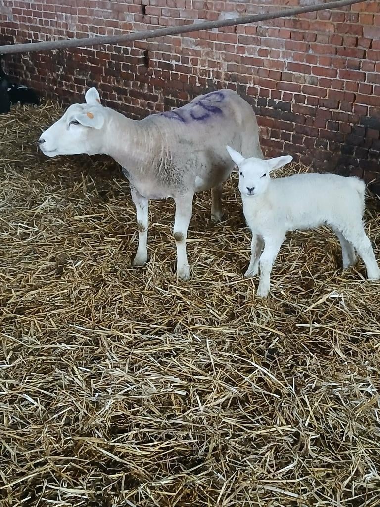 Brebis suitée, Femelle, Mouton, 0 à 2 ans
