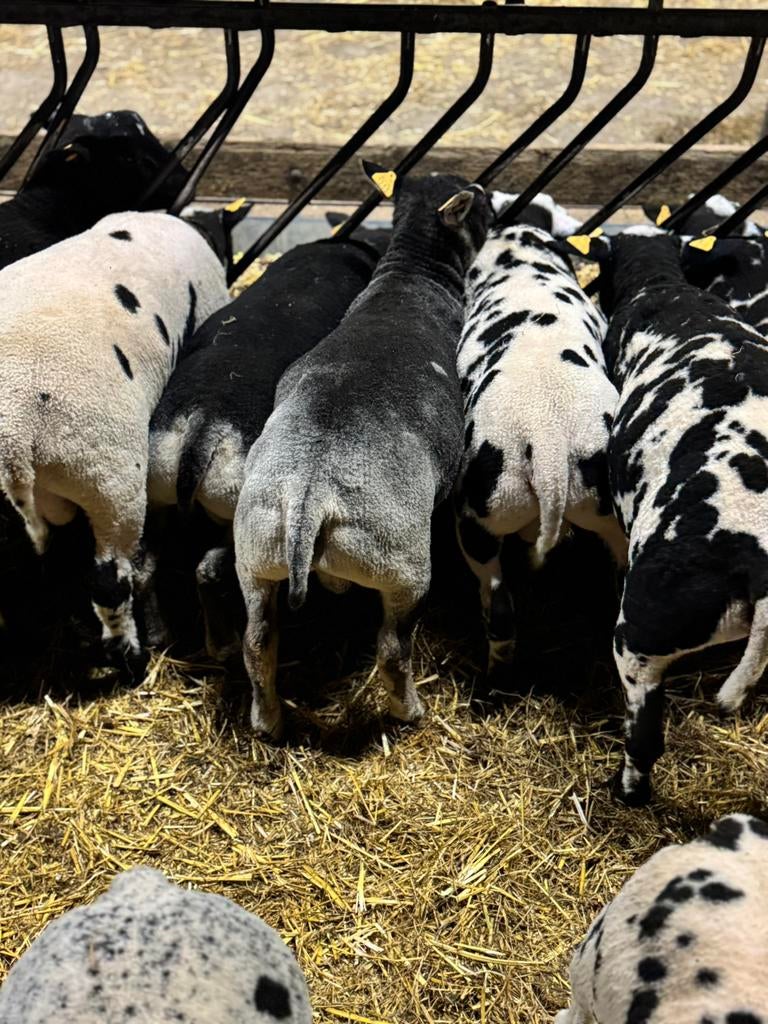 Mooi dassenkop rammen en bonte rammen, Dieren en Toebehoren, Mannelijk, Schaap, 0 tot 2 jaar