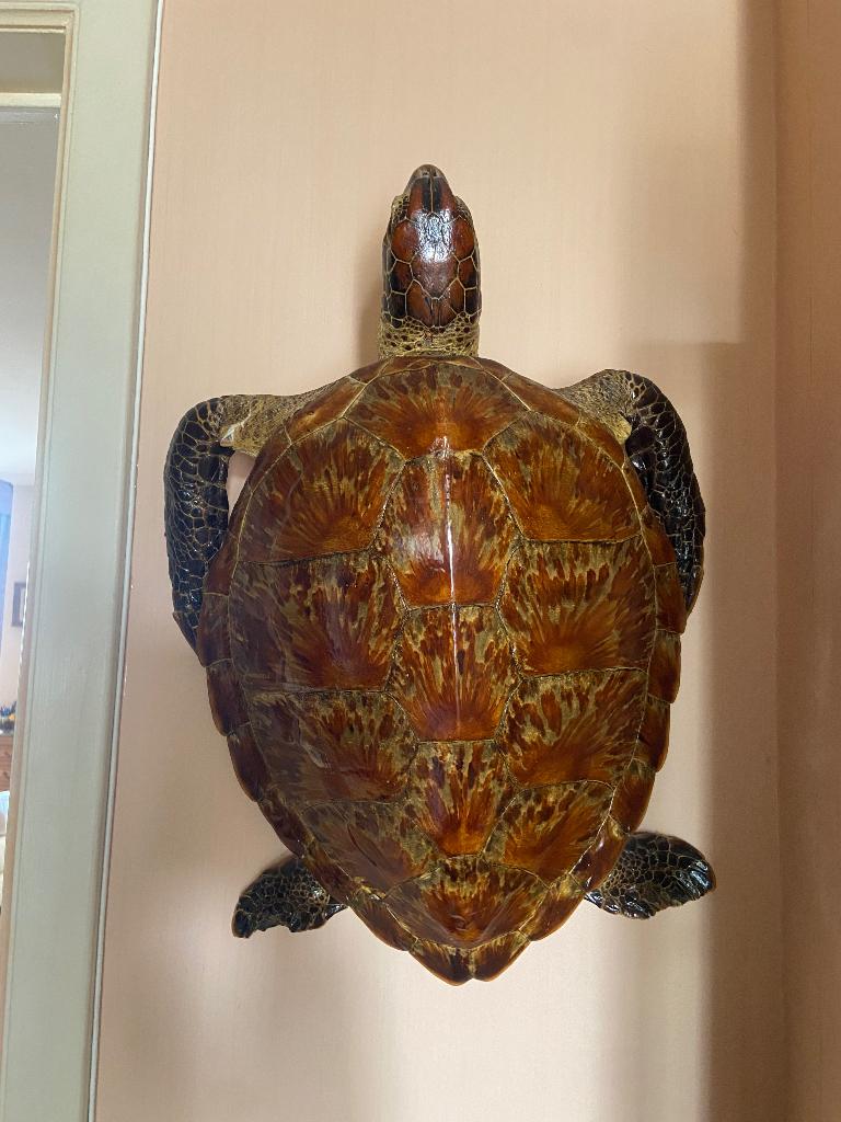 Tortue de Caret, Enlèvement