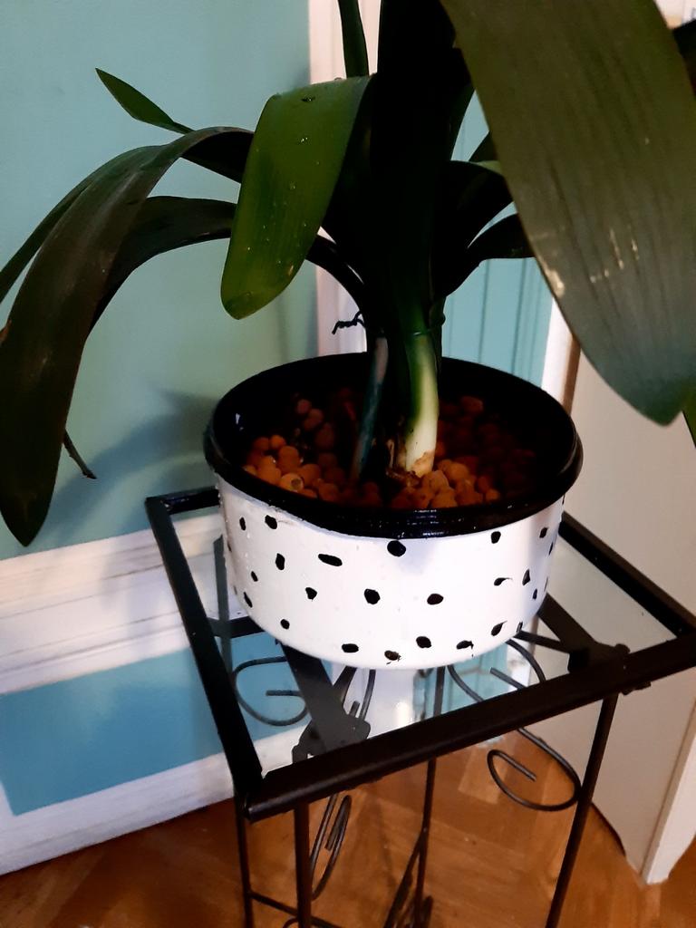 Jolie plante en farfaite santé avec support en fer forgé, Enlèvement, Comme neuf