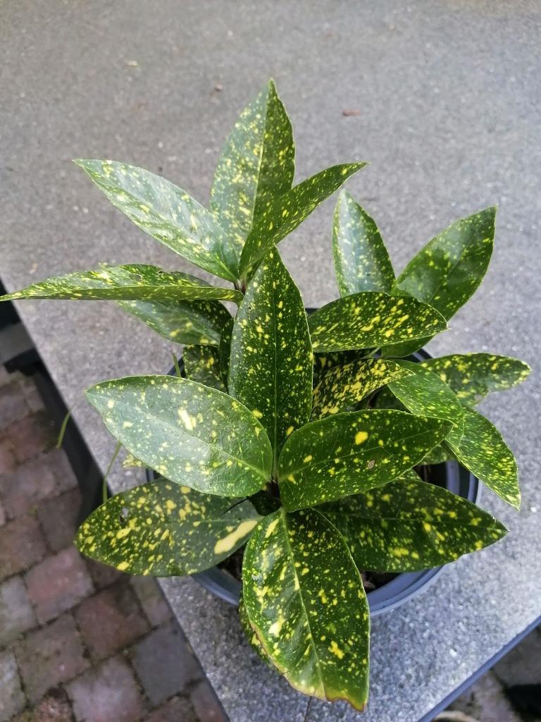 aucuba japonica, Ophalen, Zomer, Vaste plant, Halfschaduw