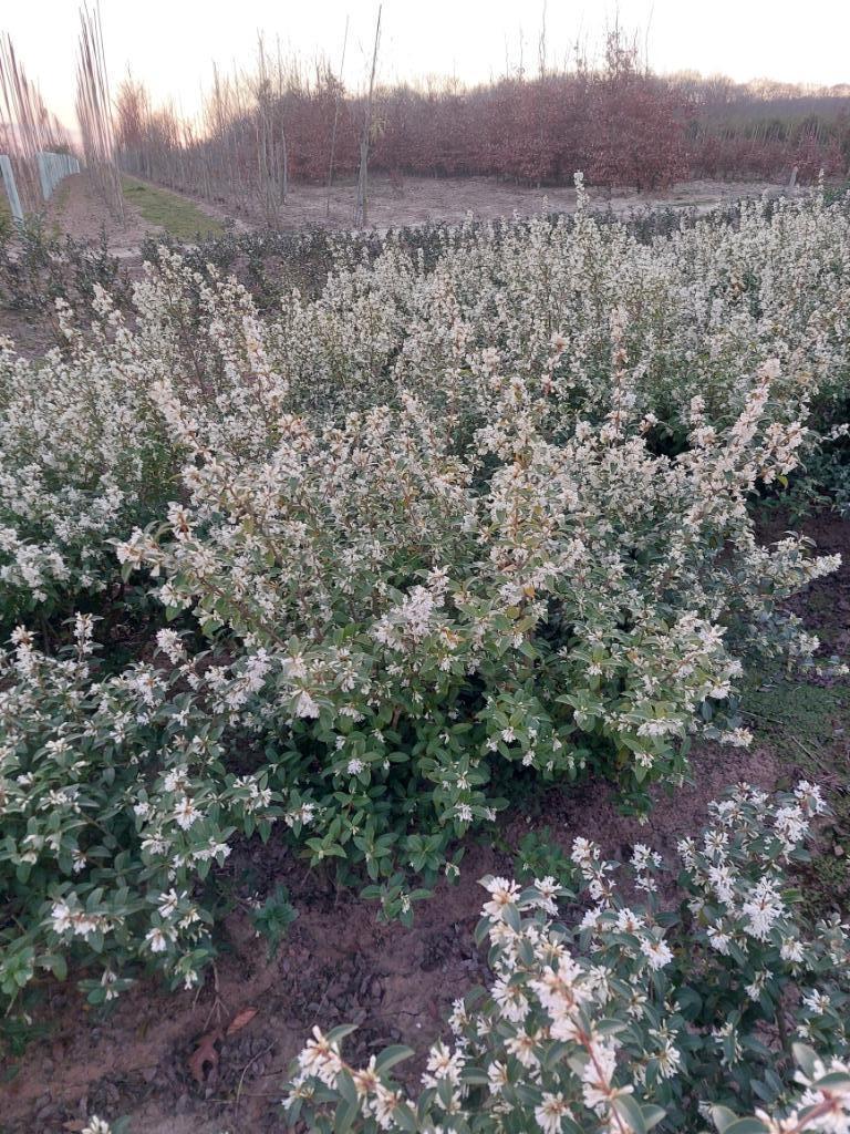 Osmanthus burkwoodii, Enlèvement, Autres espèces, Haie, Moins de 100 cm