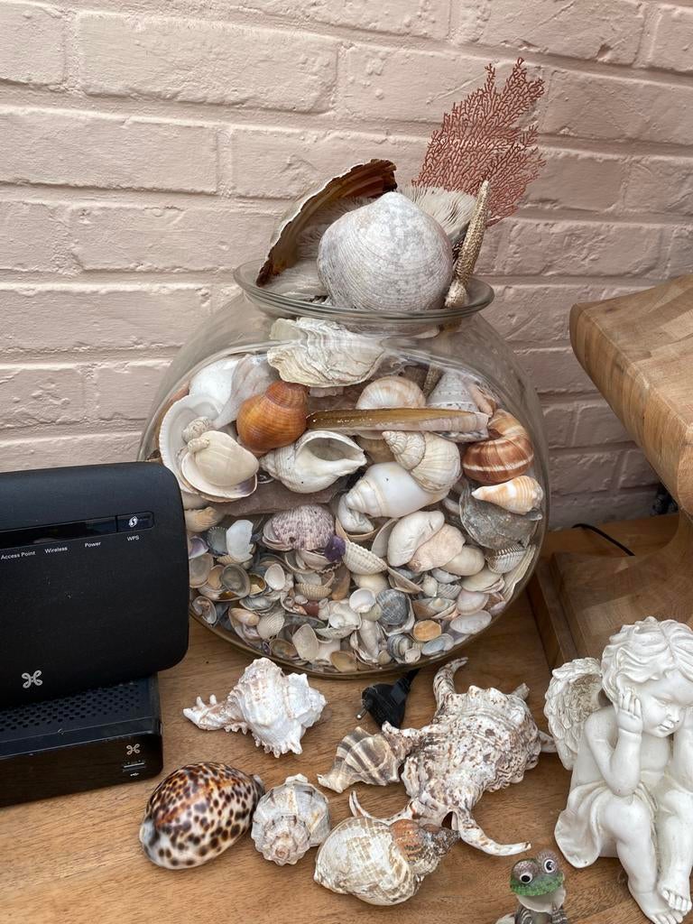 Grote bokaal met allerlei schelpen, Ophalen, Schelp(en)