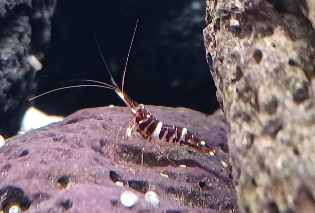 Sulawesi garnalen Caridina Tigri, Dieren en Toebehoren
