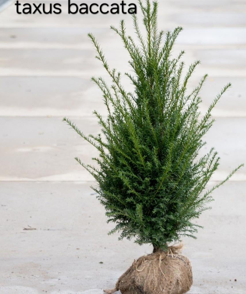 ‼️taxus baccata slechts 2per meter nodig ‼️, Ophalen, Taxus