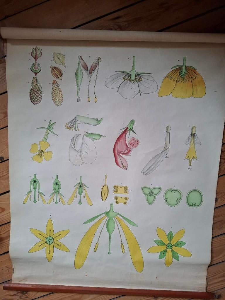schoolkaarten, Ophalen, Natuur en Biologie