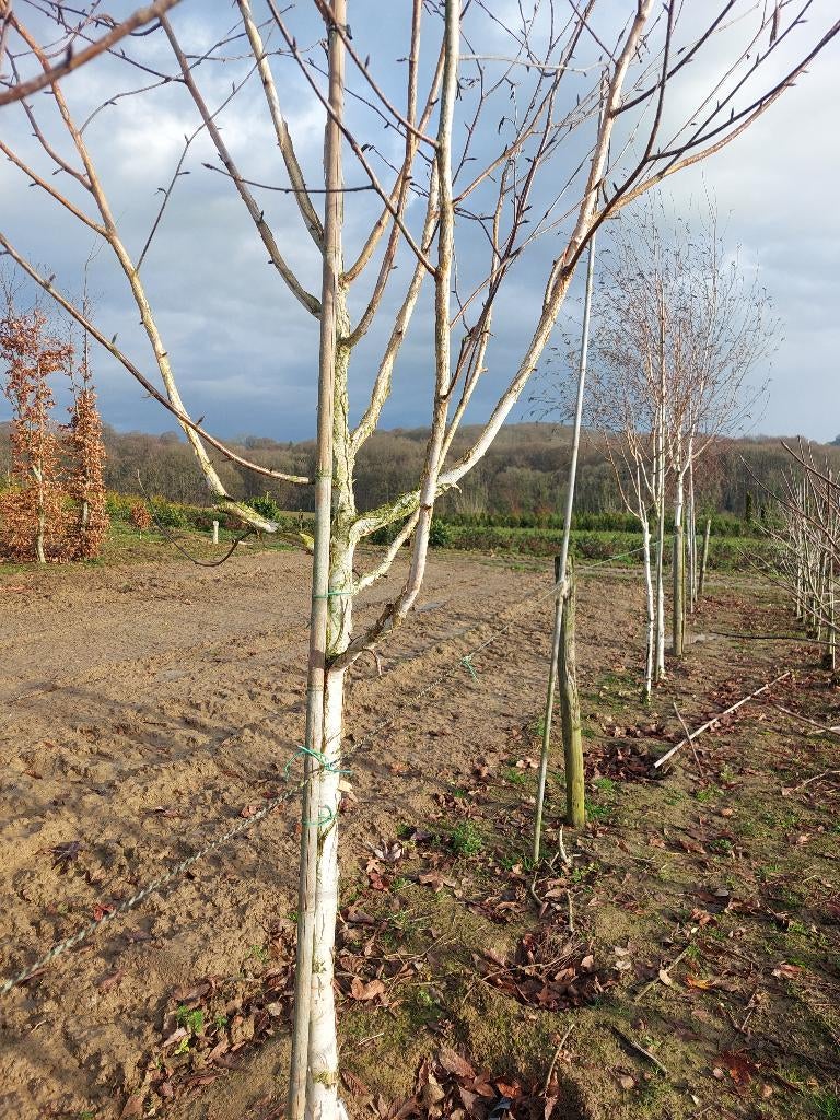 Witte berk ( Betula utilis), Overige soorten, Lente, 250 tot 400 cm, Ophalen