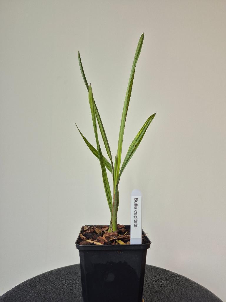 Butia capitata, Enlèvement ou Envoi, Plante fixe, Plein soleil