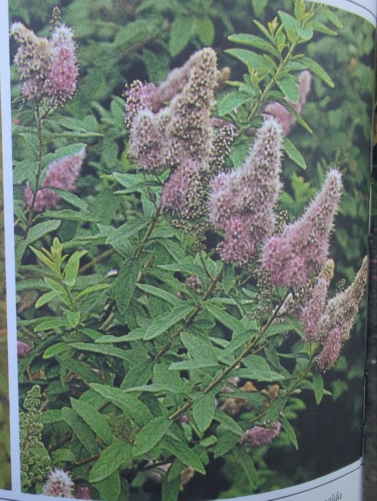 Spirea of spierstruik, Ophalen, Zomer