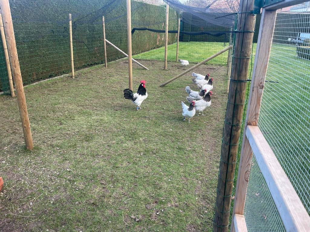 Broedeieren blauwe Lakenvelder, Animaux & Accessoires, Volatiles, Sexe inconnu, Poule ou poulet