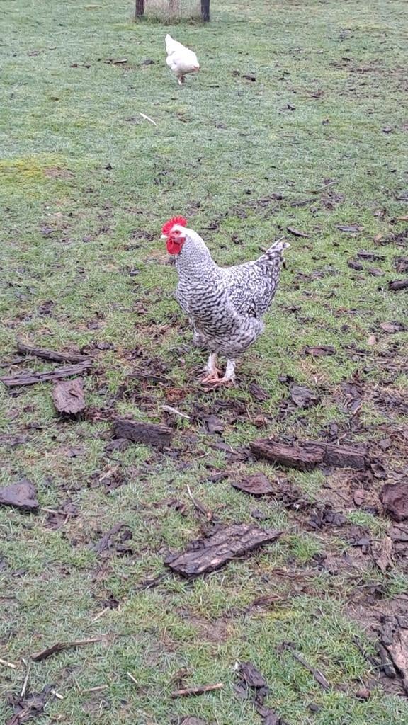 Mechelse koekoek en Marans haan, Dieren en Toebehoren, Pluimvee